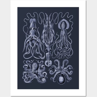 Ernst Haeckel Gamochonia Octopus Violet Posters and Art